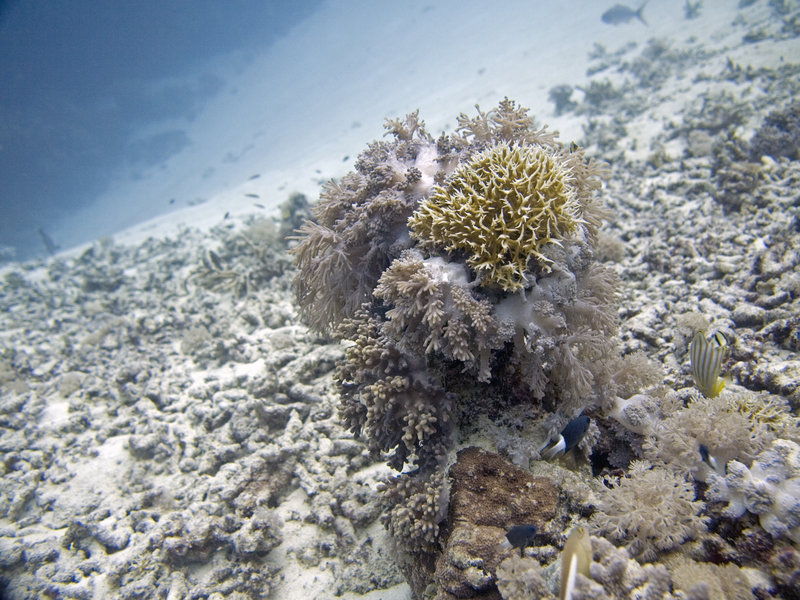 Underwater Scene, Wreck Point